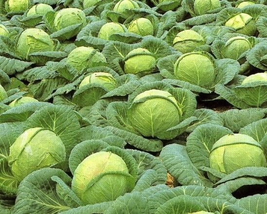  Çeşitli lahana Kolobok