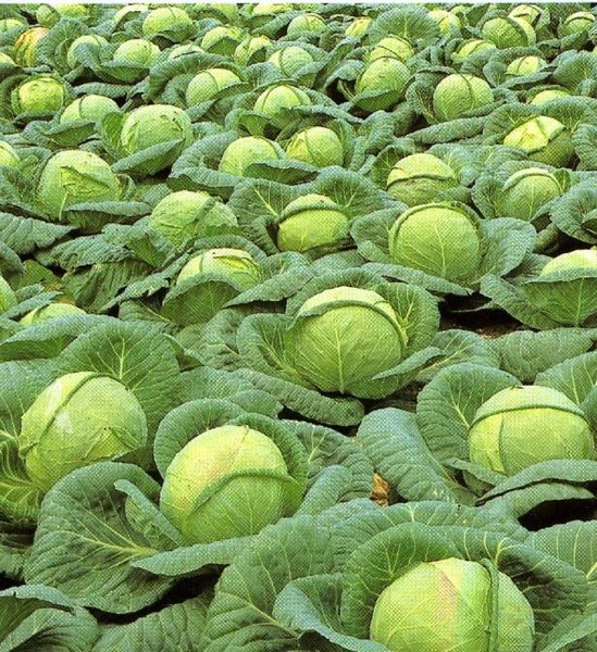  Kolobok de variété