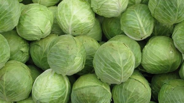 One of the advantages of Kolobok is keeping quality and transportability.