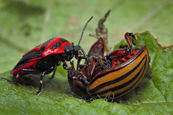 La punaise de lit Perillus mange le doryphore de la pomme de terre