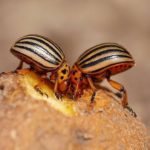 Mais, certaines personnes peuvent détruire et les tubercules dans le sol