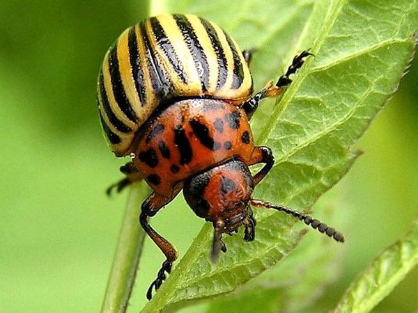 Coléoptère du Colorado