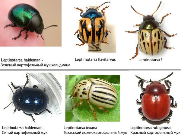 Coléoptères similaires