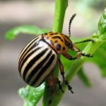 Les principaux ravageurs des plants de tomates