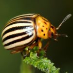 Hastalıklar ve önlenmesi