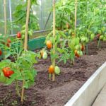 The main types of garters