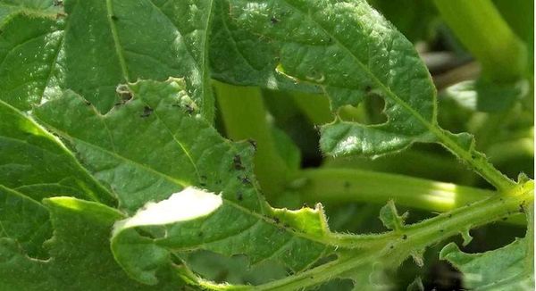 L'un des principaux avantages du commandant est que les parasites ne lui ont pas encore développé d'immunité.