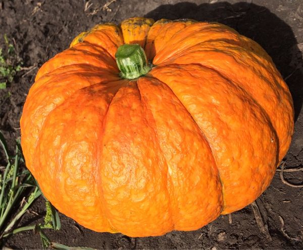 Времето от кълняването до реколтата е около 120 дни