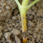 Fight against diseases and pests