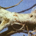 Die wichtigsten Krankheiten der Gurken