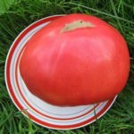 Autres rois parmi les tomates