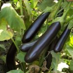 Πρώιμες ποικιλίες μελιτζάνας