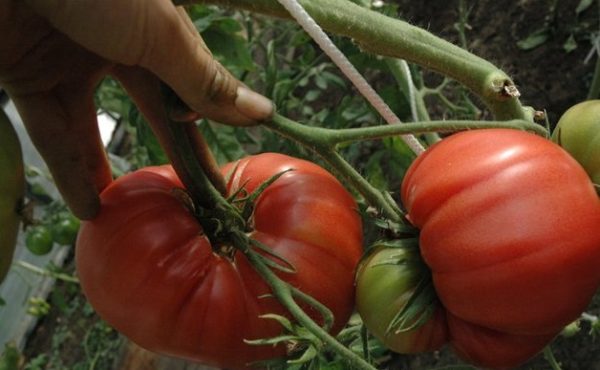 Granchio giapponese su un cespuglio