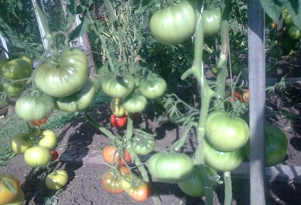 Shrub formation is best done in one or two stalks.