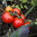 The most popular varieties of tomato