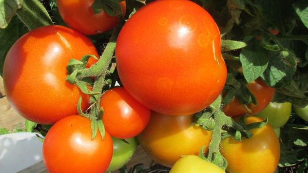 Tomatengrößen sind klein, etwa 60-70 Gramm
