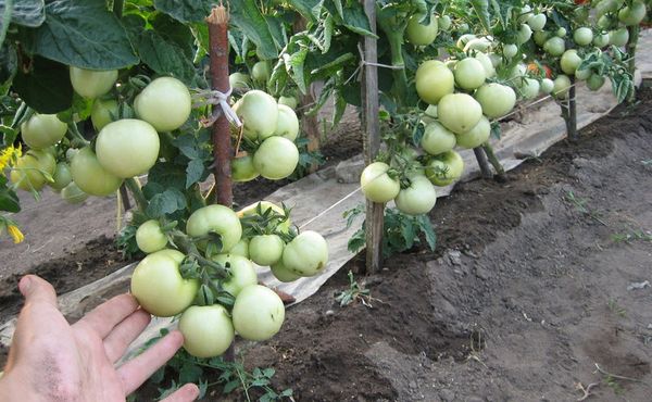 Das Passieren der Büsche der Red Hat ist nicht möglich