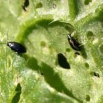 Protection contre les parasites et les maladies