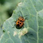 Cruciferous bug