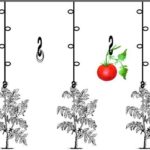 The main types of garters