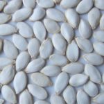 Семена от тиквички са по-дълги