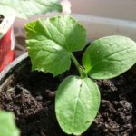 Тиквени разсад - напротив