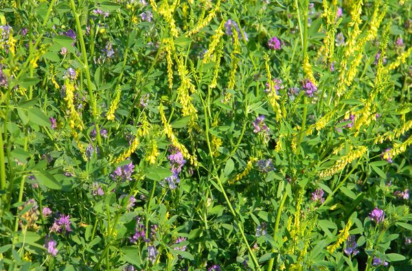 Царевицата произвежда добри добиви в парните полета, където е нараснала люцерната