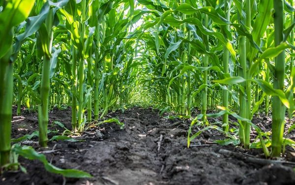 Плътността на засяване варира от 50 000 до 120 000 семена на хектар