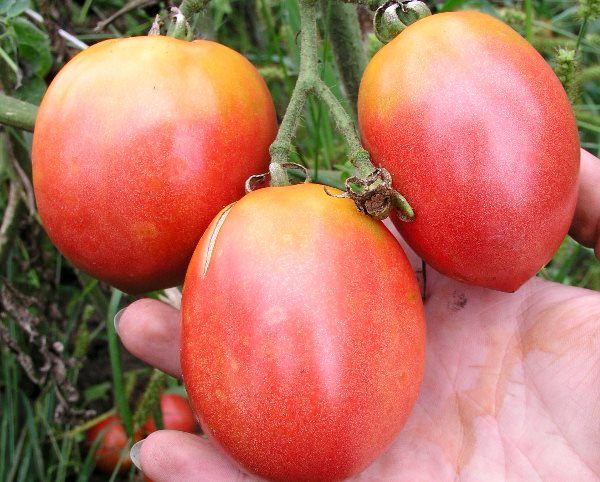 Picking fenicottero rosa pomodoro