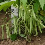 Growing bush beans