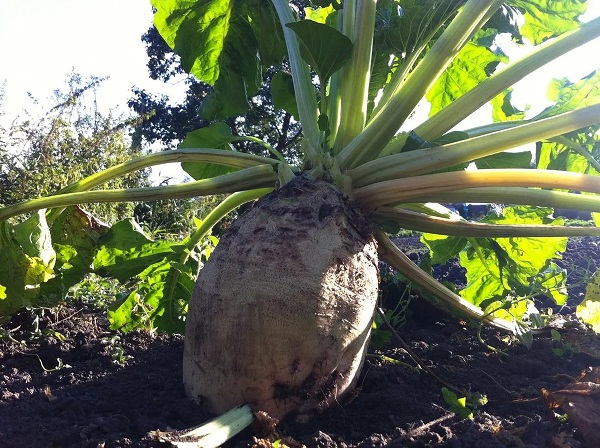 Φροντίδα κατά τη διάρκεια της ανάπτυξης