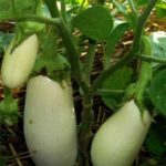 Οι καλύτερες πολύχρωμες ποικιλίες