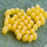 Insect pests of cabbage in open ground