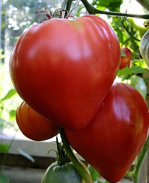 Maturité précoce d'une tomate Paresseuse
