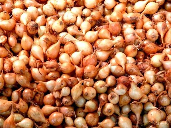 Heure, règles et conditions d'atterrissage de sevka au printemps