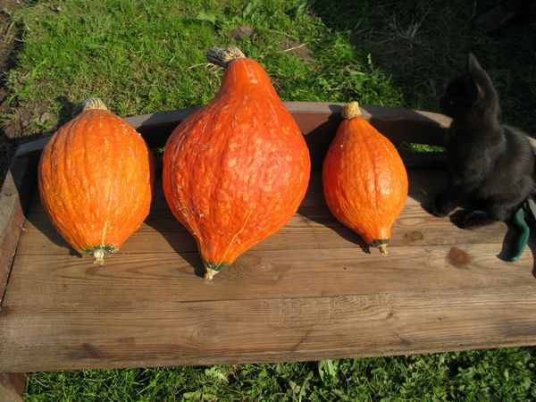 Златна круша