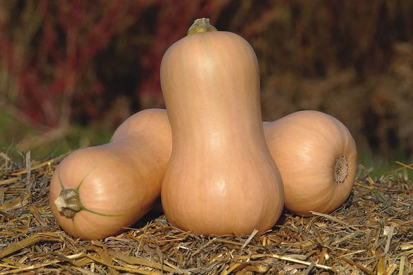 Скъсено прихващане