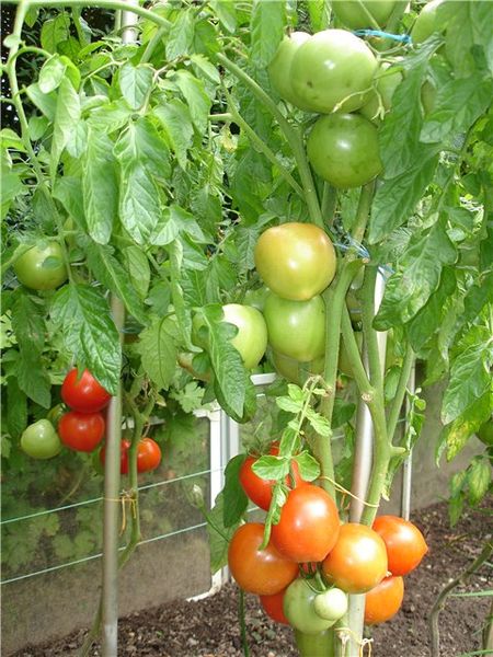 One of the advantages is the absence of the need for formation and pinching