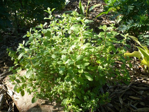 Mercanköşk için bakım en üst düzeye çıkarılmalıdır, aksi takdirde zengin bir hasat olmaz.