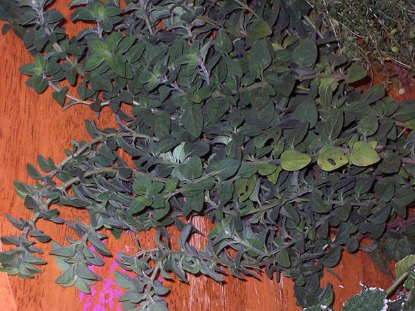 Marjoram Alternaria'nın yenilgisi