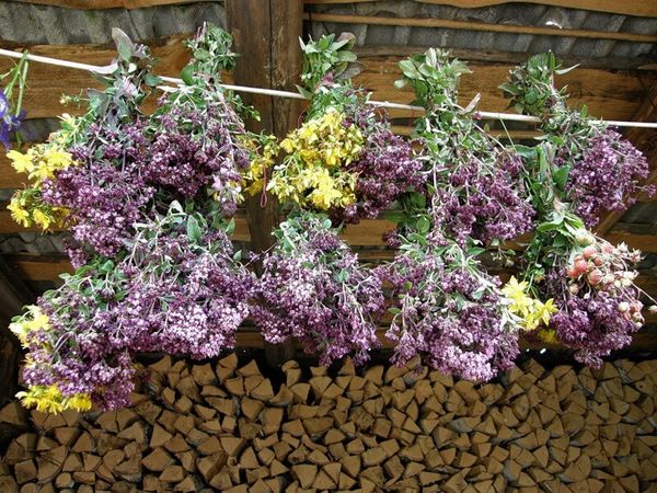 Mercanköşk demetleri kurutma