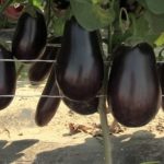 Μεσογειακές ποικιλίες