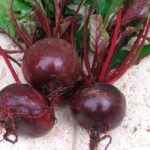 Популярно късно цвекло