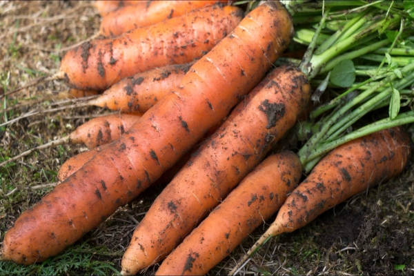 Grade advantages: high yield, resistance to cracking, long storage