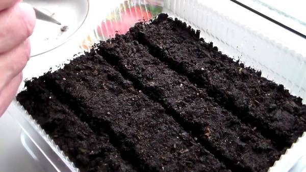 Planter des plants de semences de tomates Mazarin dans le bac