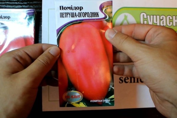 Dikimden önce, tohumlar dezenfekte edilir, kaymalarına izin verilir