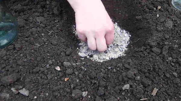 Planting zucchini seeds