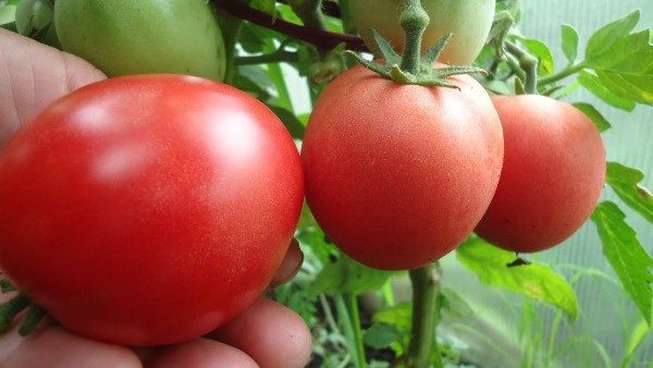 Tomato Nastya grows and bears fruit throughout the entire growing season.