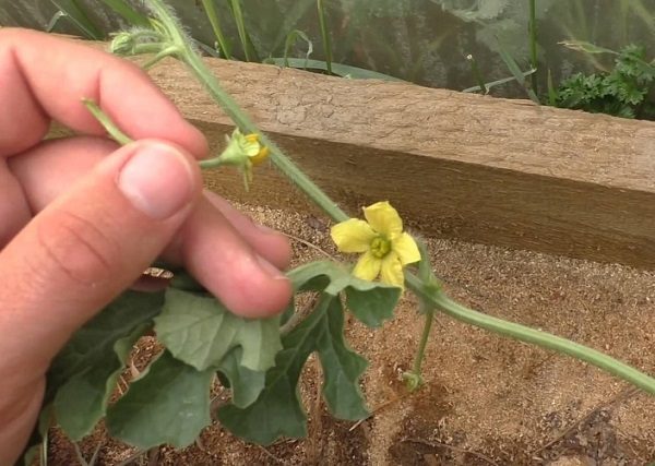 Le processus de pollinisation des melons