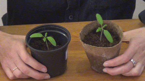 Pousses de tomates en pots